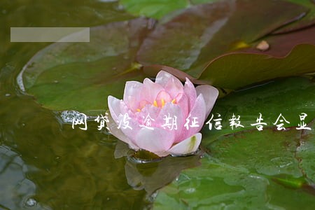 网贷没逾期征信报告会显示吗 网贷没逾期征信报告会显示吗