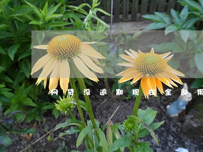 网贷没逾期现在全部用不了 网贷没逾期现在全部用不了