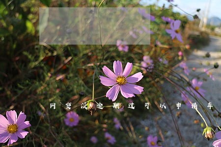 网贷没逾期过可以申请车贷 网贷没逾期过可以申请车贷