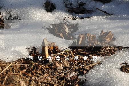 网贷清盘逾期金额 网贷清盘逾期金额
