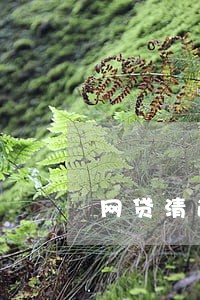网贷清退有逾期的怎么办 网贷清退有逾期的怎么办