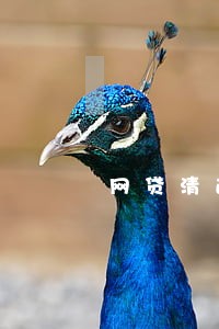 网贷清退还有逾期记录么
