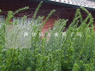 网贷狂人逾期了吗