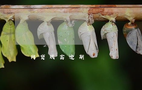 网贷玖富逾期 网贷玖富逾期
