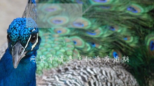 网贷申请多了但没有逾期 网贷申请多了但没有逾期