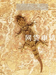 网贷申请多了逾期 网贷申请多了逾期