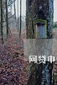 网贷申请的多没逾期 网贷申请的多没逾期
