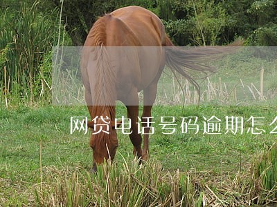 网贷电话号码逾期怎么办 网贷电话号码逾期怎么办