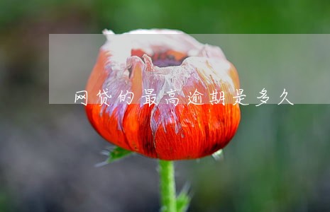 网贷的最高逾期是多久 网贷的最高逾期是多久
