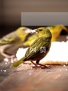 网贷的非恶意逾期怎么开 网贷的非恶意逾期怎么开