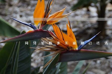 网贷笔数多无逾期已还清 网贷笔数多无逾期已还清