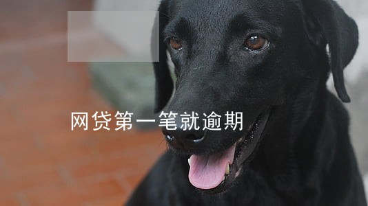 网贷第一笔就逾期 网贷第一笔就逾期