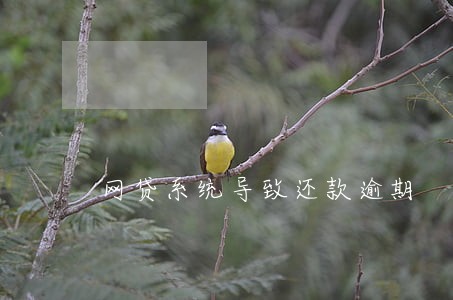 网贷系统导致还款逾期 网贷系统导致还款逾期