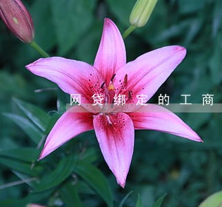 网贷绑定的工商卡逾期了怎么办 网贷绑定的工商卡逾期了怎么办
