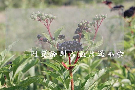 网贷给别人他只还本金 网贷给别人他只还本金