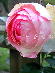 网贷者心声逾期爆我电话 网贷者心声逾期爆我电话