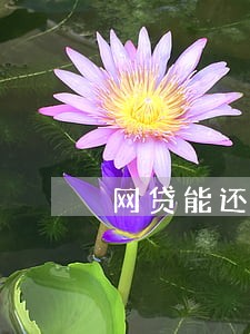 网贷能还一期逾期一期吗 网贷能还一期逾期一期吗