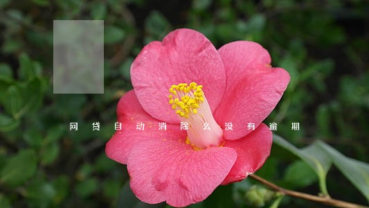 网贷自动消除么没有逾期 网贷自动消除么没有逾期