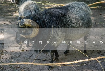 网贷蚂蚁花呗逾期怎么办 网贷蚂蚁花呗逾期怎么办