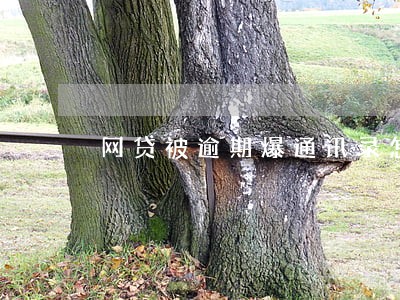 网贷被逾期爆通讯录怎么办