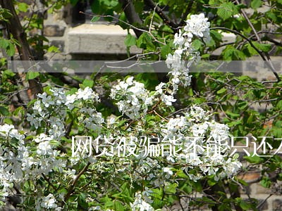 网贷被骗能不能只还本金 网贷被骗能不能只还本金