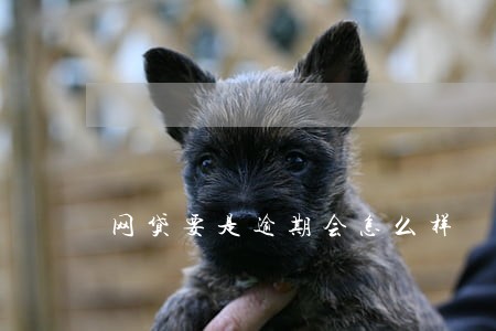 网贷要是逾期会怎么样 网贷要是逾期会怎么样