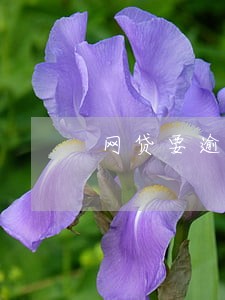 网贷要逾期怎么办 网贷要逾期怎么办