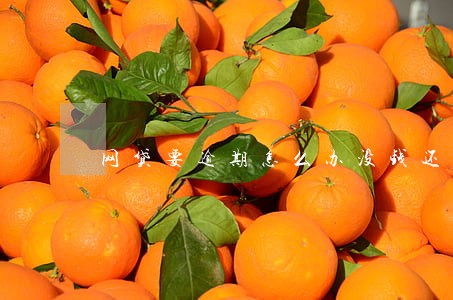 网贷要逾期怎么办没钱还 网贷要逾期怎么办没钱还