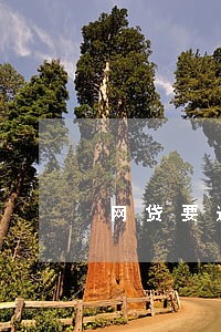 网贷要逾期需要准备啥