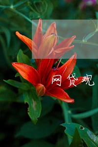 网贷观察网逾期无力偿还怎么办 网贷观察网逾期无力偿还怎么办