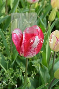 网贷贷款逾期发来律师函 网贷贷款逾期发来律师函