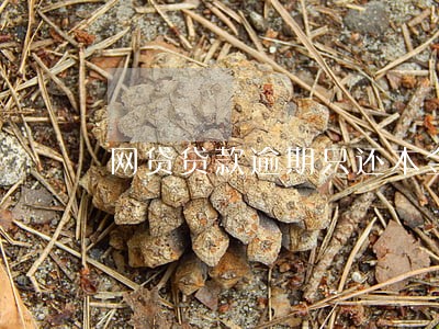 网贷贷款逾期只还本金 网贷贷款逾期只还本金