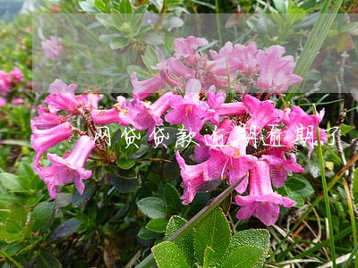 网贷贷款逾期逾期了 网贷贷款逾期逾期了
