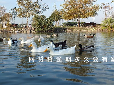 网贷贷逾期多久会有案底 网贷贷逾期多久会有案底