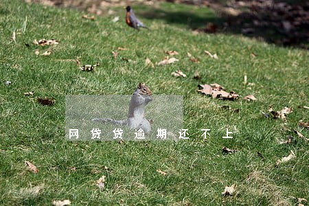 网贷贷逾期还不上