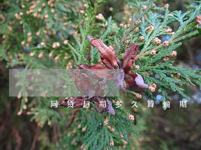 网贷超期多久算逾期