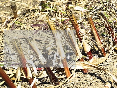 网贷跟借条都逾期了 网贷跟借条都逾期了