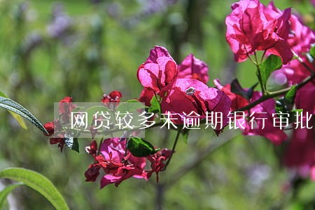 网贷较多未逾期银行审批不 网贷较多未逾期银行审批不