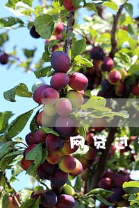网贷过多没逾期可以申请信用卡