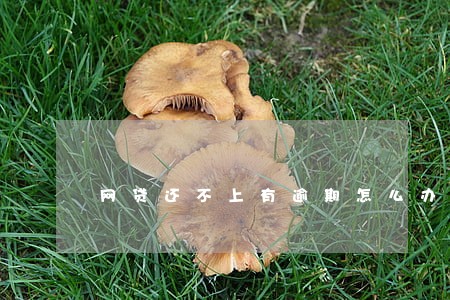 网贷还不上有逾期怎么办 网贷还不上有逾期怎么办