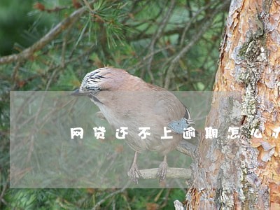 网贷还不上逾期怎么办想死 网贷还不上逾期怎么办想死
