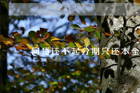 网贷还不起分期只还本金可以吗 网贷还不起分期只还本金可以吗