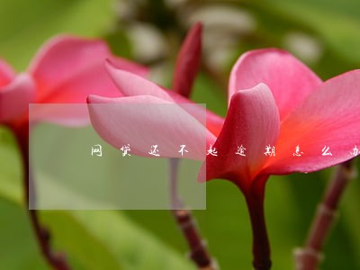 网贷还不起逾期怎么办 网贷还不起逾期怎么办
