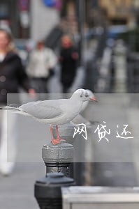 网贷还不起马上逾期了怎么办