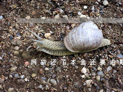 网贷还了本金还要逾期费 网贷还了本金还要逾期费