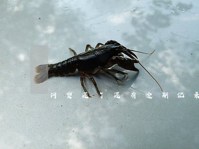 网贷还了还有逾期记录怎么投诉 网贷还了还有逾期记录怎么投诉