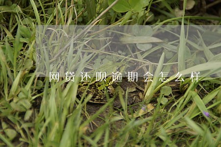 网贷还呗逾期会怎么样 网贷还呗逾期会怎么样