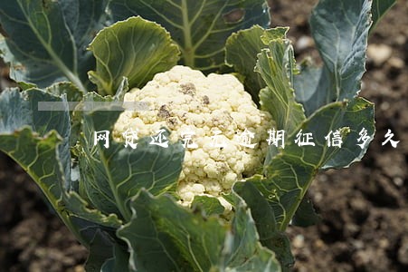 网贷还完无逾期征信多久恢复 网贷还完无逾期征信多久恢复