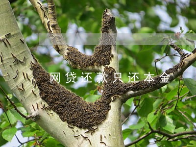 网贷还款只还本金 网贷还款只还本金