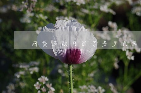 网贷还款日过了多少点算逾期 网贷还款日过了多少点算逾期